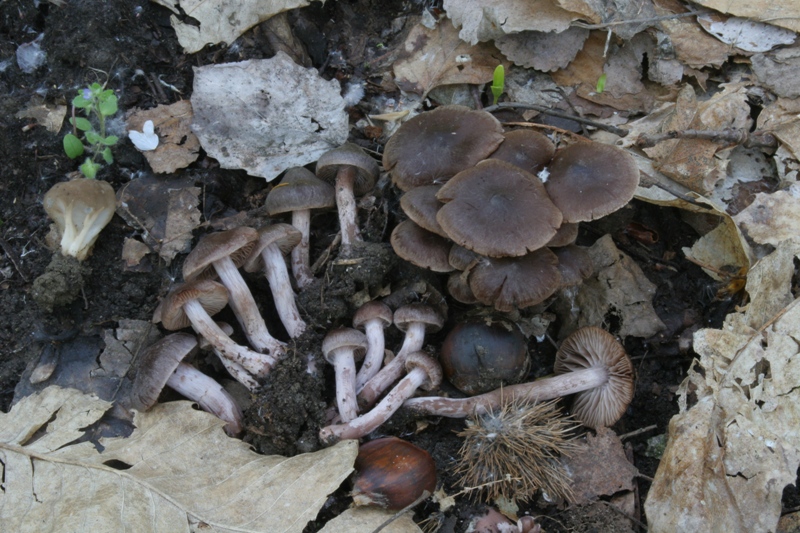 Cortinarius primaverili